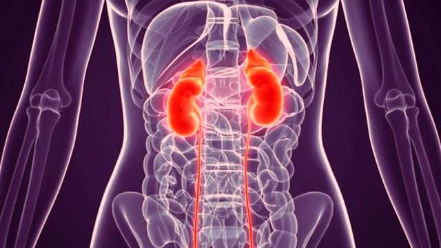 How to Maintain Your Kidney
